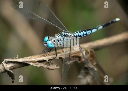 Dragonfly skimmer blu, Libellula virans, Satara, Maharashtra, India Foto Stock