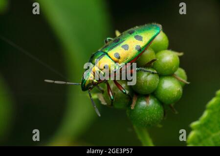 Insetti verdi del bug del gioiello, Scutiphora pedicellata, Satara, Maharashtra, India Foto Stock