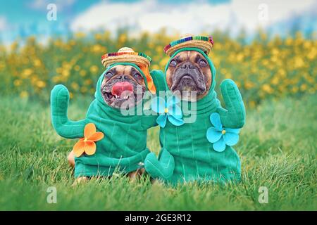 Due cani Bulldog francesi vestiti con divertenti costumi di Halloween pianta di cactus con armi finte, fiori e cappelli di paglia Foto Stock