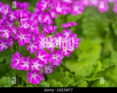 Beautiful porpora fiori primrose giapponesi, Primula sieboldii, conosciuto anche come primula asiatica e Cortusoides primula. Un altro nome scientifico è Prim Foto Stock