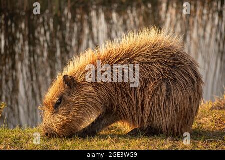 Colpo di corpo pieno di una capibara bagnata che mangia erba sotto il sole del pomeriggio. Carpincho, Hydrochoerus hydrochaeris Foto Stock