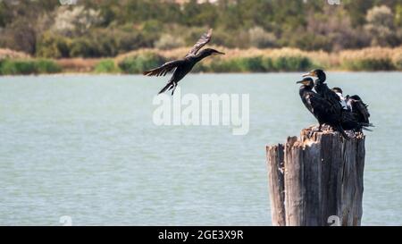 Cormorano nero che sorvola il mare. Il grande cormorano, Phalacrocorax carbo, conosciuto come il grande cormorano nero, o lo shag nero. Foto Stock