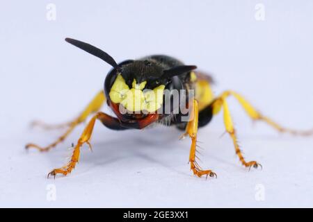 Primo piano frontale di un lupo europeo, Philanthus triangulum on Foto Stock