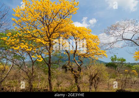 Alberi e vulcano Maderas sull'isola di Ometepe, Nicaragua Foto Stock