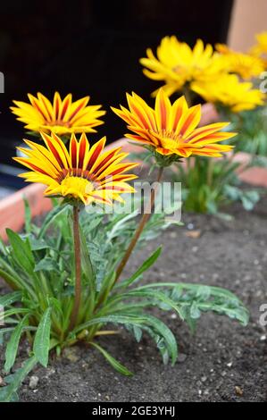 Fiori di Gazania o margherite africane in vaso di fiori Foto Stock