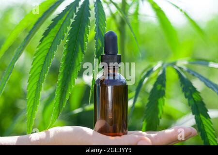 CBD olio di canapa in una bottiglia di vetro nero estratto di olio di canapa in bottiglie di vetro, concetto di cannabis medica. Foto Stock