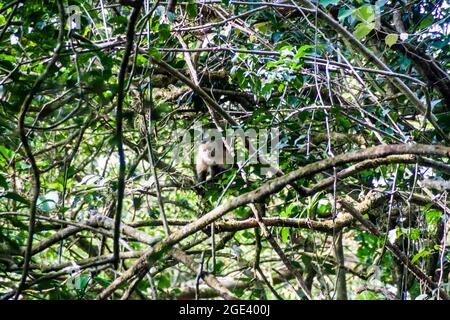 Scimmia cappuccina di faccia bianca in una foresta di nubi che copre il vulcano Maderas sull'isola di Ometepe, Nicaragua Foto Stock