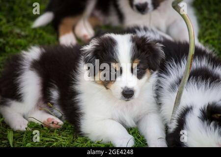 Pastore australiano cuccioli Foto Stock