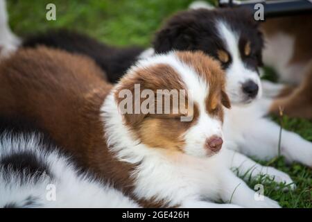Pastore australiano cuccioli Foto Stock