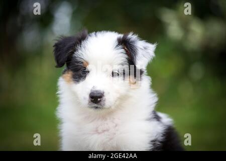 Pastore australiano cucciolo Foto Stock