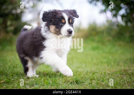 Marionetta Australiana Pastore in esecuzione Foto Stock