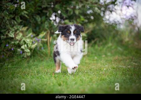 Marionetta Australiana Pastore in esecuzione Foto Stock