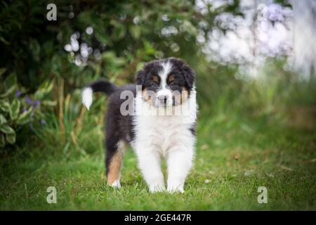 Pastore australiano cucciolo in piedi Foto Stock