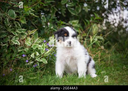 Cucciolo di pastore australiano seduto Foto Stock