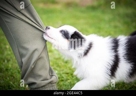 Il cucciolo del pastore australiano gioca, tirando i pantaloni sudoripani Foto Stock