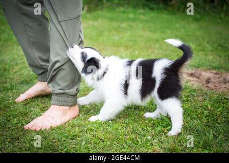 Il cucciolo del pastore australiano gioca, tirando i pantaloni sudoripani Foto Stock
