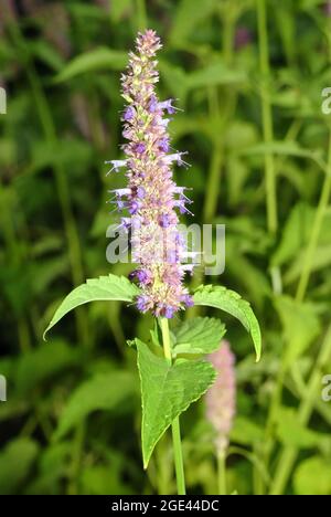 Menta coreana, Ostasiatischer Riesenyop, Koreaminze, Agastache rugosa, koreai menta Foto Stock