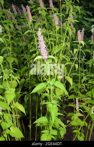 Menta coreana, Ostasiatischer Riesenyop, Koreaminze, Agastache rugosa, koreai menta Foto Stock