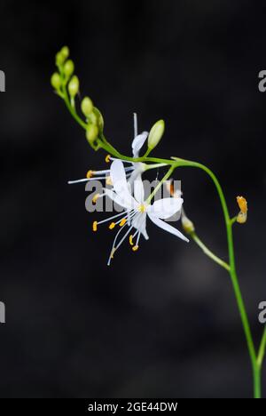 Lily di San Bernardo, Rispige Graslilie, Anthericum ramosum, ágas homokliliom, Ungheria, Magyarország, Europa Foto Stock