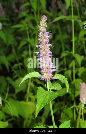 Menta coreana, Ostasiatischer Riesenyop, Koreaminze, Agastache rugosa, koreai menta Foto Stock