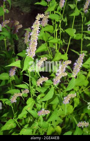 Menta coreana, Ostasiatischer Riesenyop, Koreaminze, Agastache rugosa, koreai menta Foto Stock