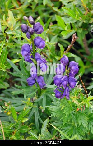 Cappa di monaco, aconite, wolfsbane, Blauer Eisenhut, Aconitum napellus, Alpesi sisakvirág, Europa Foto Stock