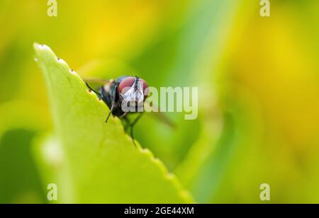 Bottiglia verde Fly Lucilia caesar su giardino cespuglio agosto Foto Stock