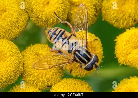 Sole fly / Marsh hoverfly / tigre hoverfly (Helophilus pendulus / Helophilus similis) femmina pollinating tansy (Tanacetum vulgare) in fiore in estate Foto Stock