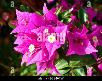 Minor bougainvillea o paperflower, Kahle Drillingsblume, Bougainvillea glabra, murvafürt, Europa Foto Stock