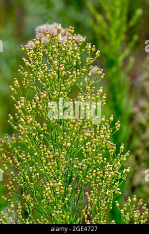 Crine canadesi / fiabane canadesi / coltstail / marestail / farfalle (Erigeron canadensis / Conyza canadensis) in fiore in estate Foto Stock