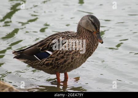 anatre su uno stagno Foto Stock