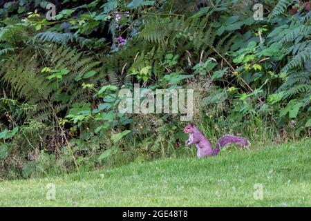 allertare il piccolo scoiattolo sul prato nel parco Foto Stock