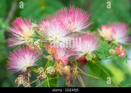 Vicino ai fiori di un albero di seta persiano Foto Stock