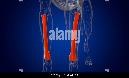 RADIUS Bones scheletro del cane Anatomia per l'illustrazione 3D del concetto medico Foto Stock