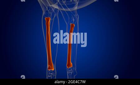 RADIUS Bones scheletro del cane Anatomia per l'illustrazione 3D del concetto medico Foto Stock