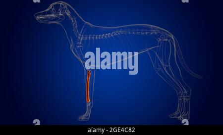 RADIUS Bones scheletro del cane Anatomia per l'illustrazione 3D del concetto medico Foto Stock