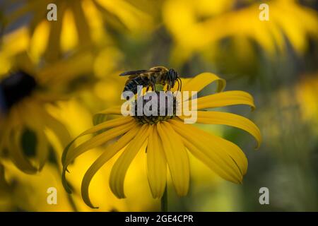 Primo piano di una piccola ape in piedi su una margherita gialla, raccogliendo polline con uno sfondo sfocato Foto Stock