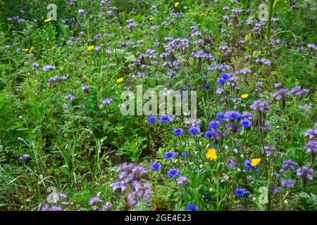 Un gruppo di fiori di mais blu che crescono in un campo. Un ben noto cottage giardino fiore di blu luminoso Foto Stock