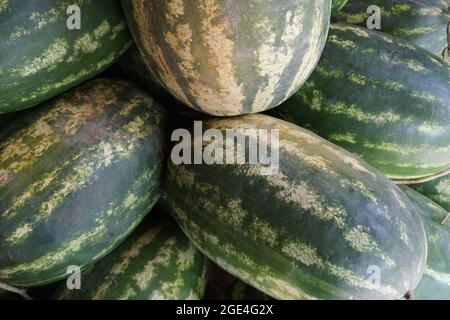 Molti grandi cocomeri verdi dolci nel mercato, tradizionale Dessert marocchino, frutta estiva di stagione Foto Stock