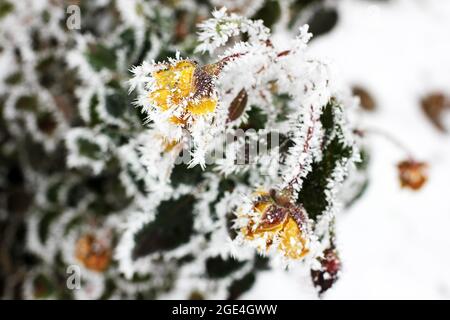 Fiori gialli nel giardino d'inverno. Fiori in hoarfrost. Prime gelate Foto Stock