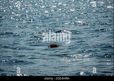 Boa trappola aragosta galleggiando su un oceano agopito nell'Oceano Atlantico Foto Stock