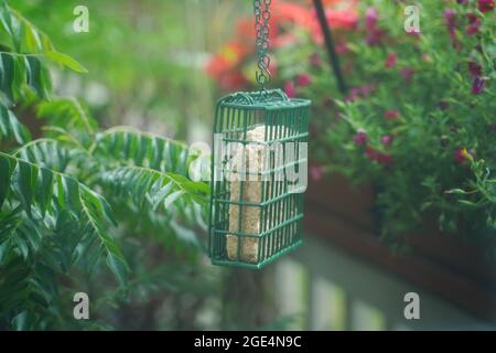 Alimentatore per uccelli suet appeso in giardino cortile, focu selettivo Foto Stock