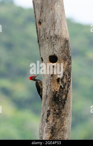 Un Picchio Lineato (Dryocopus lineatus) vicino al suo nido d'ingresso su un albero morto, dalla foresta pluviale atlantica del Brasile se Foto Stock