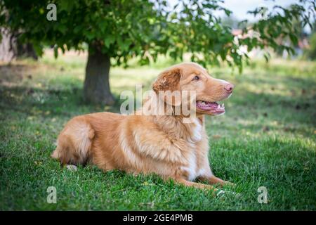 Nova Scotia Duck Tolling Retriever Foto Stock