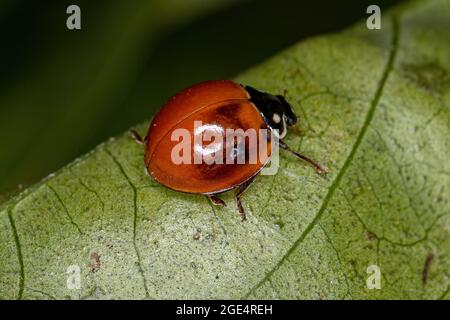Adulto macchiato Beetle della specie Cycloneda sanguinea Foto Stock