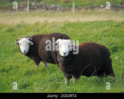 2 carine pecore Herdwick con distintivo vello scuro e faccia bianca stare a macchina fotografica come pascolano in campo erboso - Cumbria, Inghilterra, Regno Unito Foto Stock