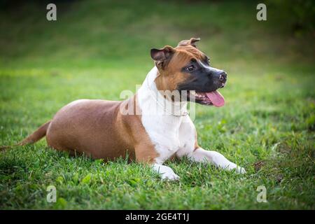 American Staffordshire Terrier Foto Stock