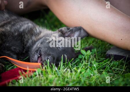 Pastore olandese, cucciolo di Hollandse Herdershond che gioca con un giocattolo Foto Stock