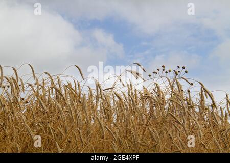 Campo di segale maturo, pronto per la raccolta, sotto il cielo blu con nuvole, visto dal basso punto di vista Foto Stock