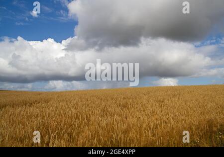 Campo di grano ondulato, di segale maturo e pronto per la raccolta, sotto il cielo blu con alcune nuvole bianche. Foto Stock